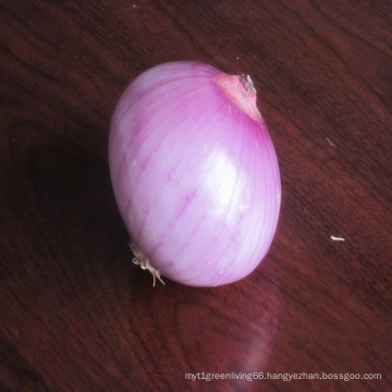 2016 Fresh Onions in Mesh Bag